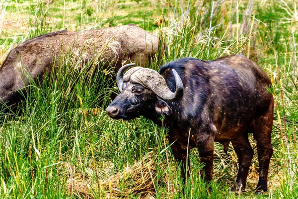 Vodní Buvoli Pasoucí Břehu Řeky Olifants Krugerův Národní Park Blízkosti — Stock fotografie