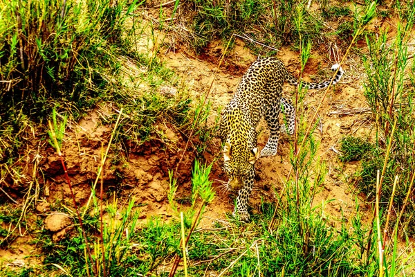 Närbild Leopard Roaming Längs Olifants River Sågs Nära Upp Från — Stockfoto