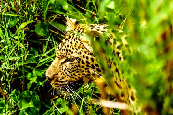 Close Up of a Leopard Face at the Olifants River. Seen close up from the River Safari Boat near the town of Phalaborwa in Kruger National Park in South Africa