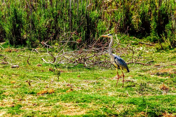 Héron Gris Sur Rive Rivière Olifants Dans Parc National Kruger — Photo