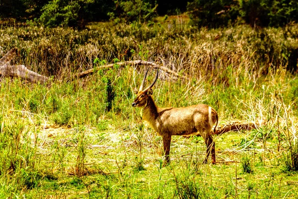 Waterbuck Lungo Fiume Olifants Vicino Alla Città Phalaborwa Nel Kruger — Foto Stock