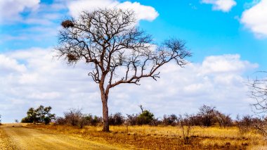 Letaba kampı Güney Afrika'da kuraklık manzara Kruger National Park kapılmış bir çıplak ağaca büyük akbaba yuvalarda yakınındaki