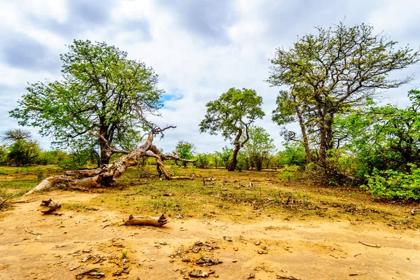 Mopane 나무와 공화국에서 국립공원에서 코끼리에 — 스톡 사진