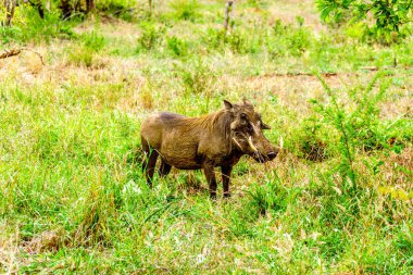 Bir çim alandaki Kruger Milli Parkı'nda Güney Afrika yaban domuzu