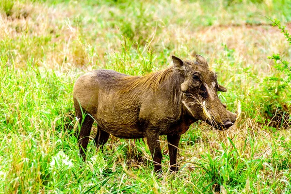 Warthog Louka Národním Parku Kruger Jižní Africe — Stock fotografie