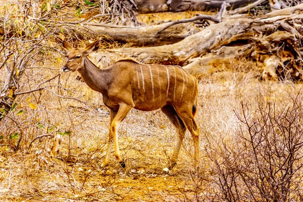 Vrouwelijke Koedoe Droogte Getroffen Gebied Van Centraal Kruger National Park — Stockfoto