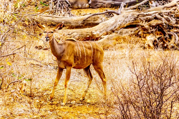 Vrouwelijke Koedoe Droogte Getroffen Gebied Van Centraal Kruger National Park — Stockfoto