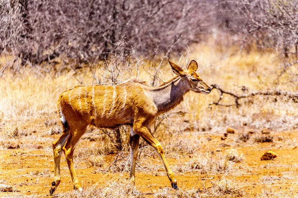 Vrouwelijke Koedoe Droogte Getroffen Gebied Van Centraal Kruger National Park — Stockfoto