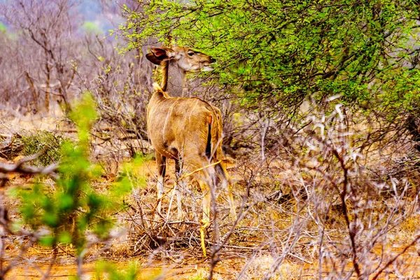 Θηλυκό Kudu Στην Ξηρασία Πληγείσα Περιοχή Της Κεντρικής Εθνικό Πάρκο — Φωτογραφία Αρχείου