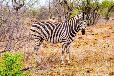 Zebra Merkezi Kruger Park Güney Afrika savana alanına kapılmış kuraklık içinde