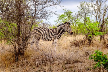 Zebra Merkezi Kruger Park Güney Afrika savana alanına kapılmış kuraklık içinde
