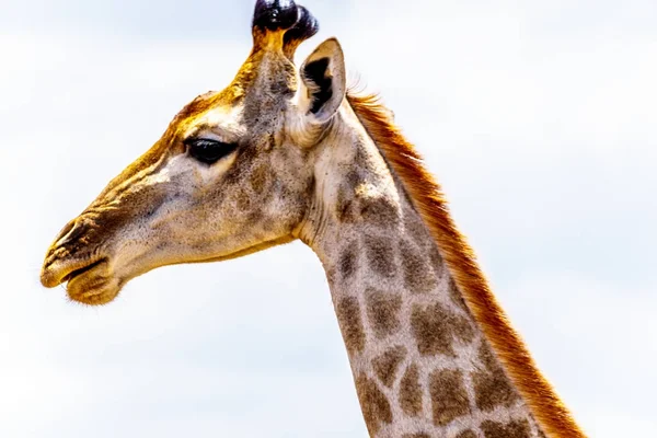 Close Giraffe Head Kruger National Park South Africa — Stock Photo, Image