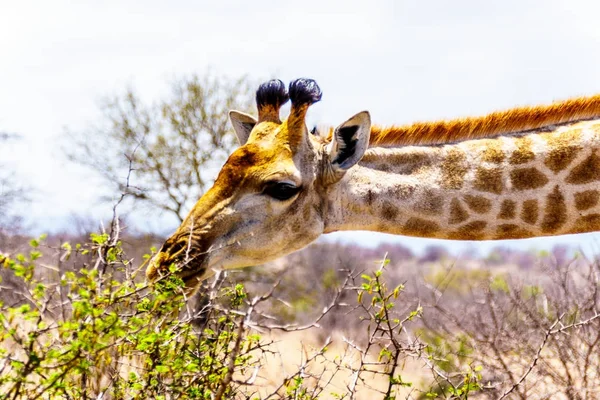 Close Giraffe Eating Leafs Few Green Trees Drought Stricken Savanna — Stock Photo, Image