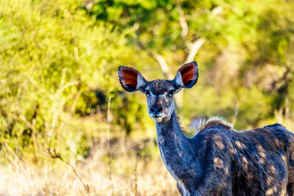 Vrouwelijke Koedoe Kijken Naar Camera Het Gebied Van Savanne Van — Stockfoto