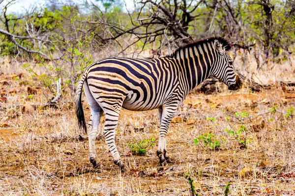 Zebra Merkezi Kruger Park Güney Afrika savana alanına kapılmış kuraklık içinde