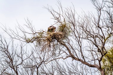 Büyük White-Backed yuva Güney Afrika'nın Kruger Milli Parkı'nda oturan akbaba