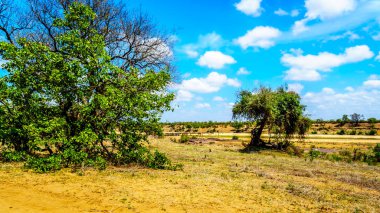 Büyük su Kruger Game Reserve Güney Afrika Letaba nehri geçerken manda sürüsü