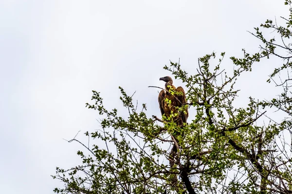 Abutre Branco Apoiado Juvenil Que Está Sentado Uma Árvore Natureza — Fotografia de Stock