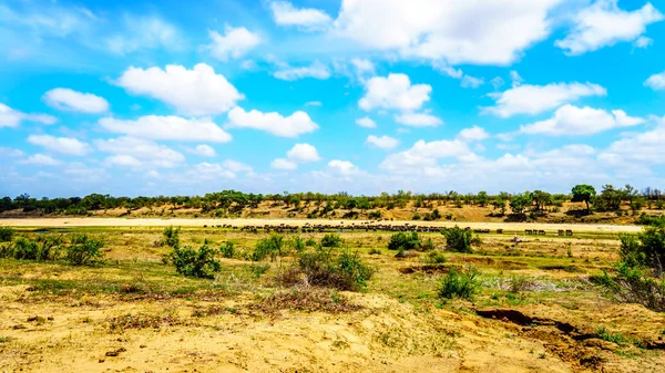 Grande Mandria Bufali Acqua Che Attraversano Fiume Letaba Nella Riserva — Foto Stock