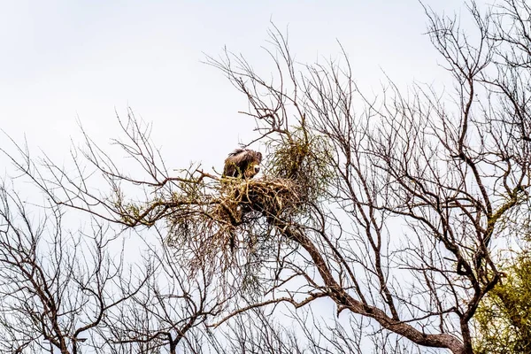 南非克鲁格国家公园里的大白背秃鹰坐在它的巢 — 图库照片