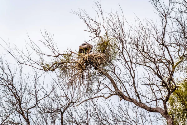 Large White Backed Vulture Sitting Its Nest South Africa Kruger — Stock Photo, Image