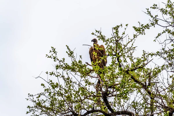 Abutre Branco Apoiado Juvenil Que Está Sentado Uma Árvore Natureza — Fotografia de Stock