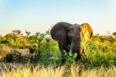 Büyük fil boğa Kruger Milli Parkı'nda Güney Afrika gün batımında