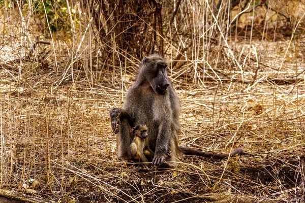 南非中央克鲁格国家公园干旱受灾地区的雄性狒狒 — 图库照片