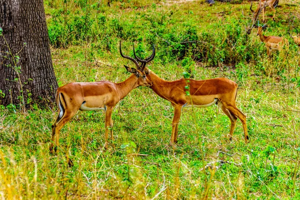 Два Антилопи Пала Лизали Один Одного Чистими Національний Парк Крюгера — стокове фото