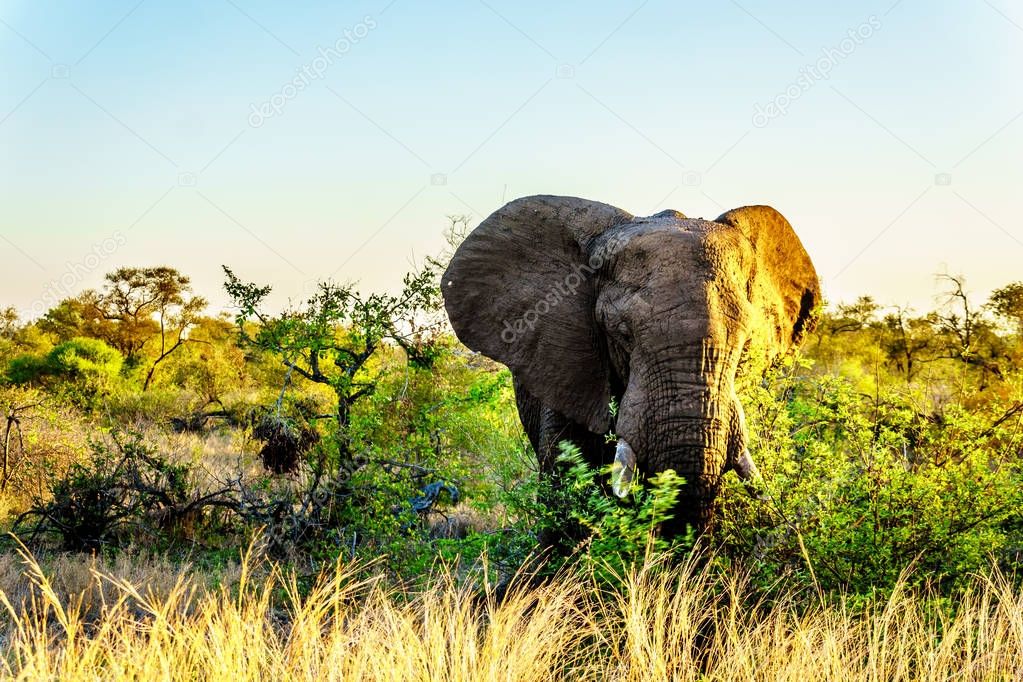 Large Elephant Bull at sunset in Kruger National Park in South Africa