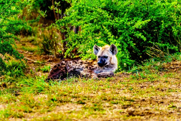 Matka Hyena Dvěma Mladými Hyeny Národním Parku Kruger Jižní Africe — Stock fotografie