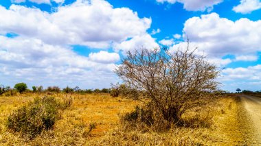 Sarı gagalı Kartallar saklanarak bir çalı Kruger Milli Parkı'nda Güney Afrika