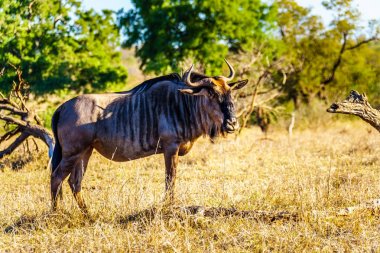 Güney Afrika Merkez Kruger Milli Parkı parçası kapılmış kuraklık otlatma wildebeest
