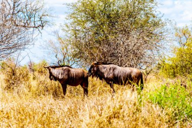 İki Wildebeest Güney Afrika Merkez Kruger Milli Parkı parçası kapılmış kuraklık otlatma