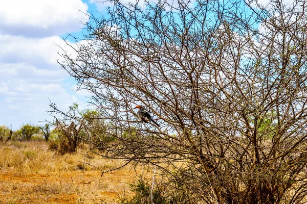 Yellow Billed Hornbill Hiding Shrub Kruger National Park South Africa — Stock Photo, Image