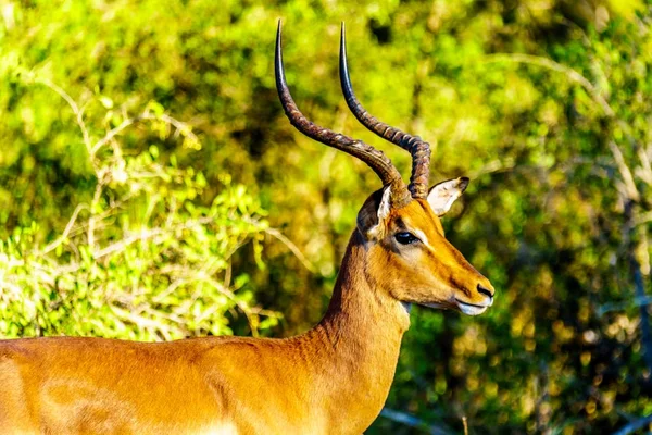 Close Van Een Mannelijke Impala Kruger National Park Zuid Afrika — Stockfoto