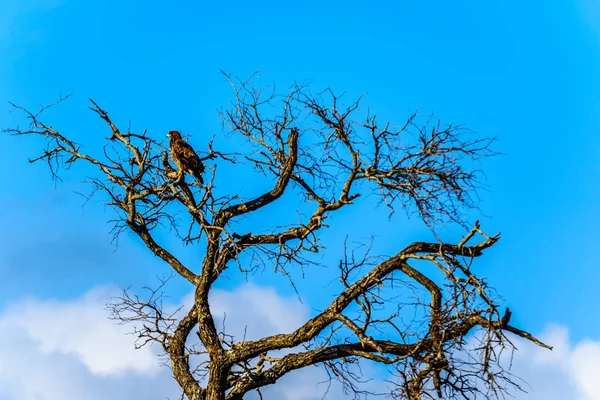 Buzzard Perched Tree Branch Kruger National Park South Africa — Stock Photo, Image