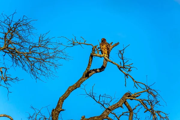 Buzzard Empoleirado Ramo Árvore Parque Nacional Kruger África Sul — Fotografia de Stock