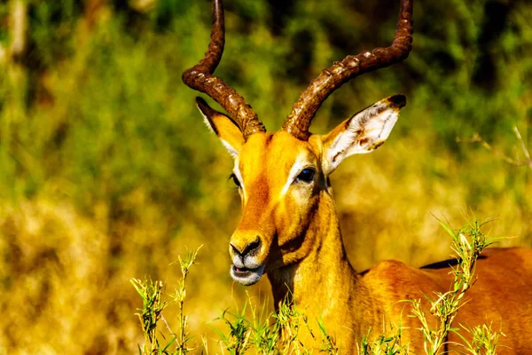 Detailní Záběr Mužského Impala Národním Parku Kruger Jižní Africe — Stock fotografie