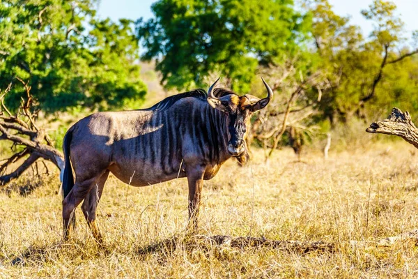 Pakoně Pastviny Suchem Postižené Části Centrálního Krugerova Národního Parku Jižní — Stock fotografie