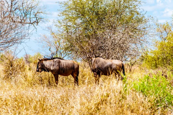Dva Pakoně Pastviny Suchem Postižené Části Centrálního Krugerova Národního Parku — Stock fotografie