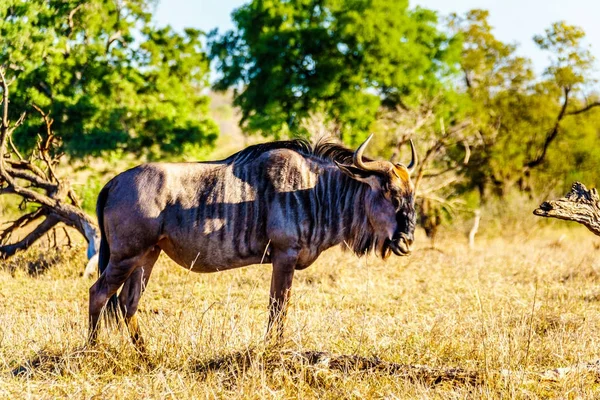 Gnus Pastando Parte Atingida Pela Seca Central Kruger National Park — Fotografia de Stock