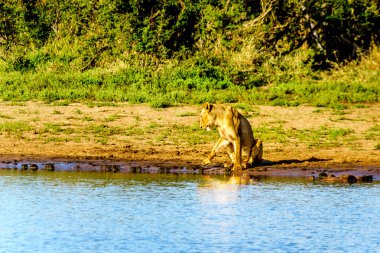 Dişi aslan, gündoğumu, Nkaya tava sulama delik Kruger Park Güney Afrika için kenarında oturmak