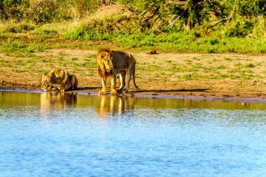 Bir erkek ve bir dişi aslan gündoğumu Nkaya tava sulama delik Kruger Park Güney Afrika için içme