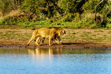 Erkek ve dişi aslan gidiş gündoğumu Nkaya tava sulama delik Kruger Park Güney Afrika için içmek için