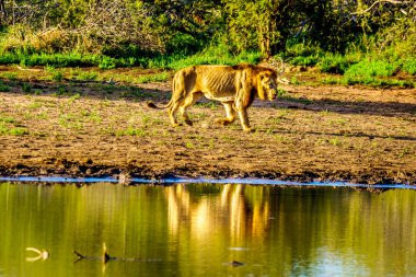 Erkek aslan gündoğumu Nkaya tava sulama delik Kruger Park Güney Afrika için içmek için gidiş