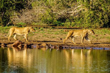 İki kadın gündoğumu Nkaya tava sulama delik Kruger Park Güney Afrika için içmek için mi aslan