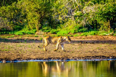 Dişi aslan gündoğumu Nkaya tava sulama delik Kruger Park Güney Afrika için içmek için gidiş