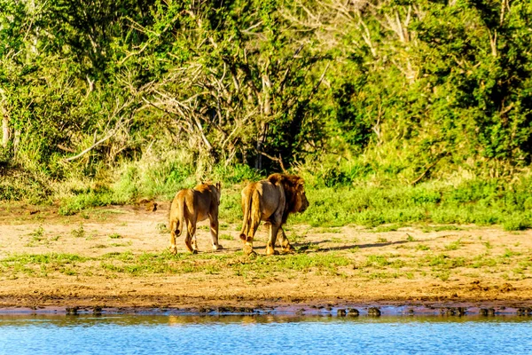 Après Avoir Eau Trou Arrosage Casserole Nkaya Dans Parc Kruger — Photo