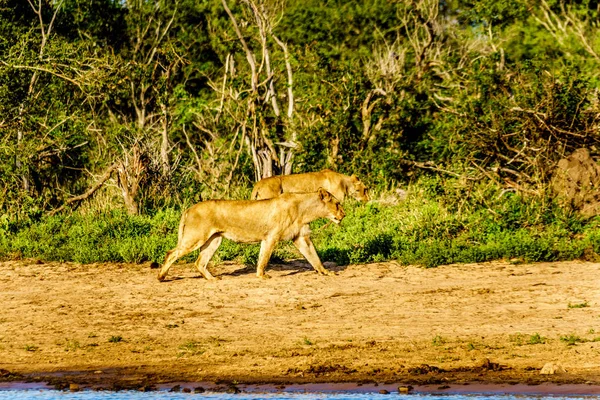 Gündoğumu Nkaya tava sulama delik Kruger Park Güney Afrika için iki dişi aslan